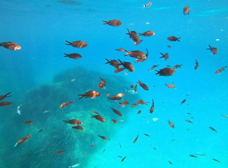 Villa Le Corail Rouge Corse ลิชชี ภายนอก รูปภาพ